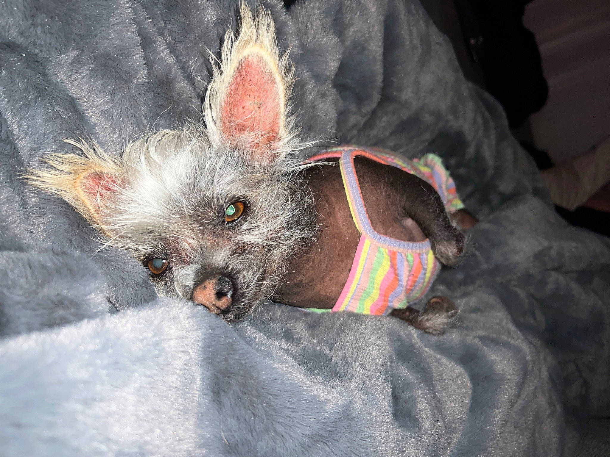 Bonbon joined the competition — help win amazing prizes! canidae, carnivore, companion_dog, couch, dog, dog_breed, dog_clothes, dog_supply, fawn, felidae, fur, grey, small_to_medium_sized_cats, snout, sporting_group, stuffed_toy, tail, toy_dog, whiskers, working_animal