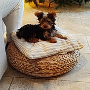 Pepsi participe au concours pour gagner de l'argent avec cette photo : dog, puppy, cushion, woven_pouf, floor, person, white_pants, christmas_tree, lights, holiday, indoor, tile_floor, decor, cozy, pet, small_dog, fur, relaxing, home, seasonal
