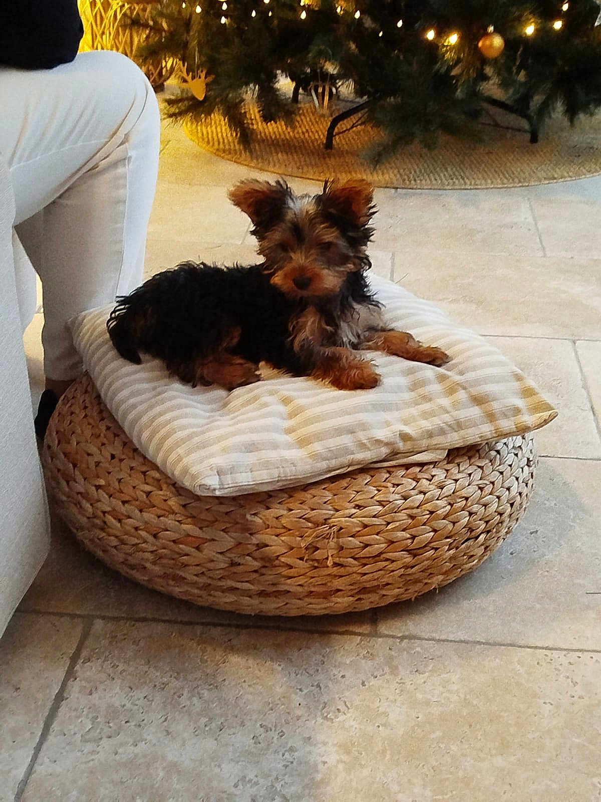 Pepsi participe au concours pour gagner de l'argent avec cette photo : dog, puppy, cushion, woven_pouf, floor, person, white_pants, christmas_tree, lights, holiday, indoor, tile_floor, decor, cozy, pet, small_dog, fur, relaxing, home, seasonal