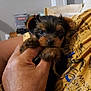 animal, black, blurred_background, brown, close_up, cozy, cute, dog, domestic_animal, face, furry, hand, holding, indoor, paw, person, pet, puppy, small, yellow_shirt