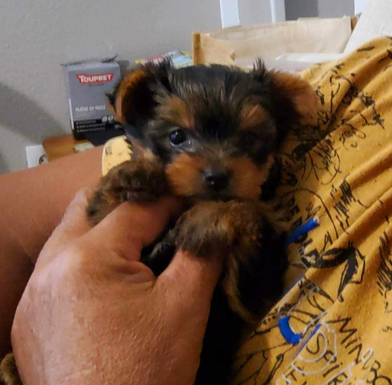 Chipie