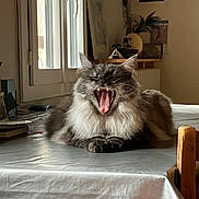 Mimoune a rejoint le concours — aidez-le/la à gagner de superbes lots ! cat, yawning, table, indoor, window, fur, gray, white, pet, animal, mouth_open, teeth, cozy, furniture, domestic, relaxed, household, light, shadow, wood