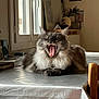 cat, yawning, table, indoor, window, fur, gray, white, pet, animal, mouth_open, teeth, cozy, furniture, domestic, relaxed, household, light, shadow, wood