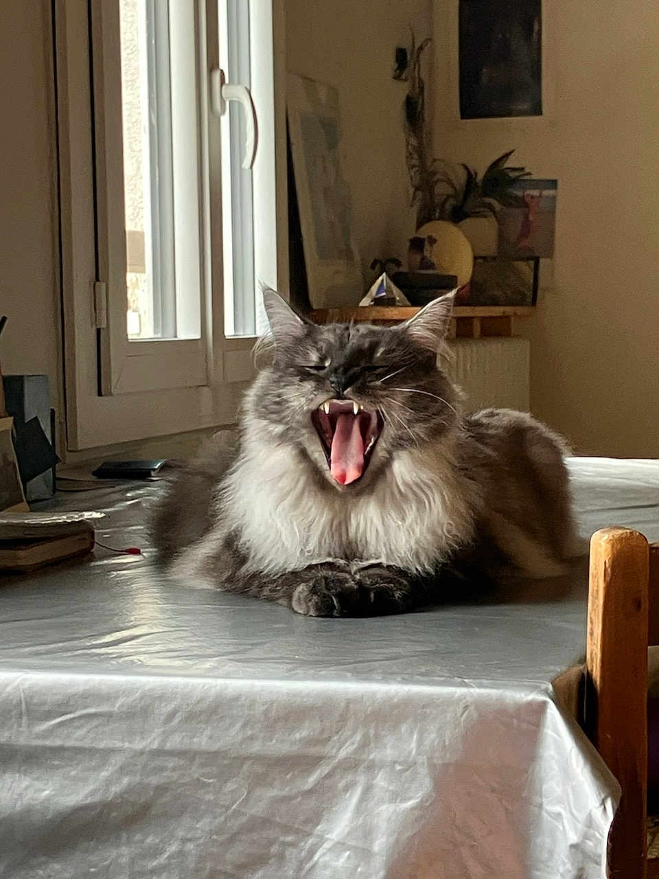 Mimoune a rejoint le concours — aidez-le/la à gagner de superbes lots ! cat, yawning, table, indoor, window, fur, gray, white, pet, animal, mouth_open, teeth, cozy, furniture, domestic, relaxed, household, light, shadow, wood