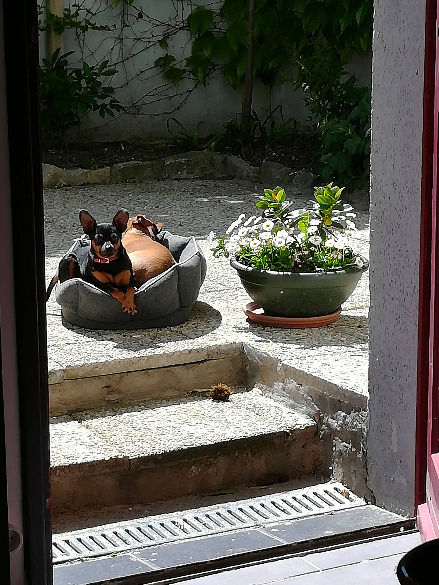 Jazz a rejoint le concours — aidez-le/la à gagner de superbes lots ! backyard, comfort, furniture, landscaping, leisure, plant, shoe, tints_and_shades, window