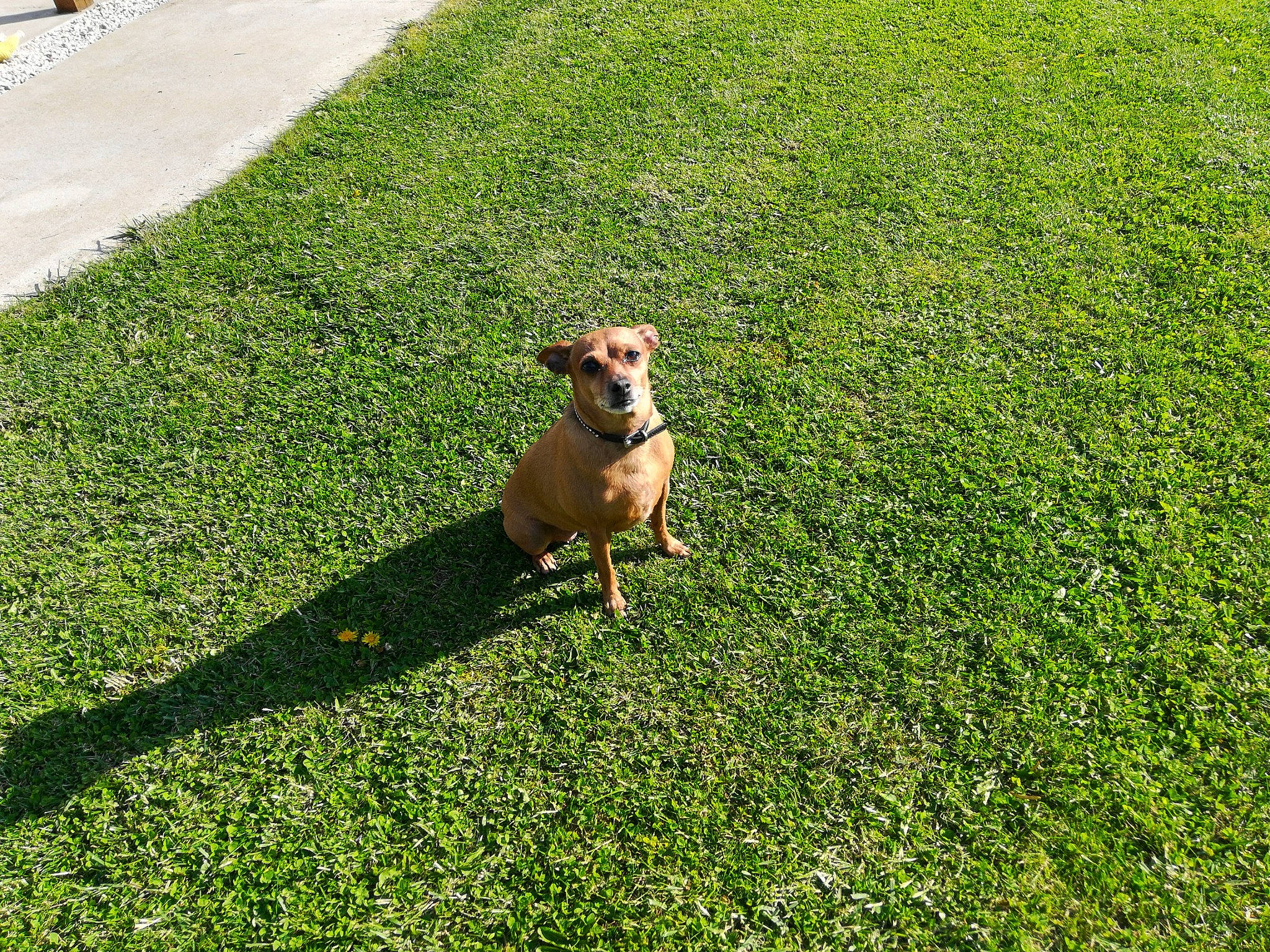 Feeling participe au concours pour gagner de l'argent avec cette photo : artificial_turf, canidae, carnivore, companion_dog, dog, dog_breed, fawn, grass, grass_family, green, lawn, plant, sporting_group