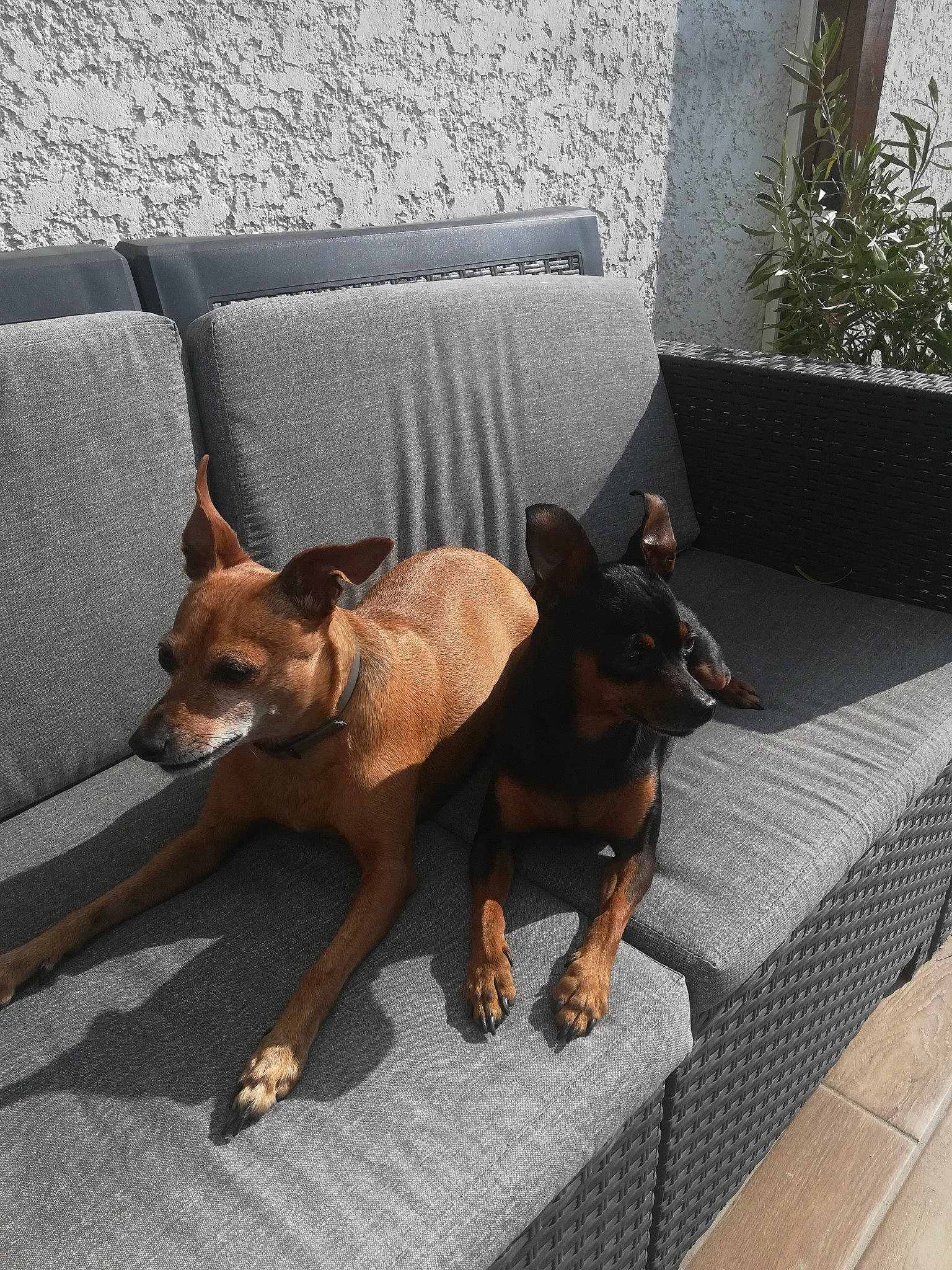 Feeling participe au concours pour gagner de l'argent avec cette photo : australian_kelpie, belgian_shepherd_malinois, canidae, carnivore, dog, dog_breed, fawn, german_pinscher, guard_dog, mammal, miniature_pinscher, street_dog, working_dog