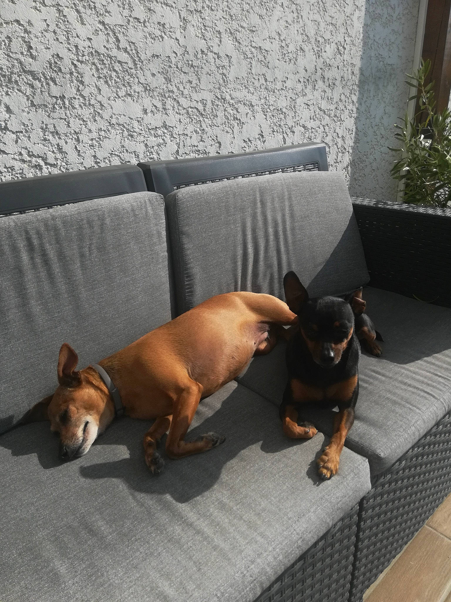Feeling Et Jazz participe au concours pour gagner de l'argent avec cette photo : canidae, carnivore, chihuahua, companion_dog, dog, dog_breed, fawn, german_pinscher, mammal, miniature_pinscher, prazsky_krysarik, street_dog, toy_dog, vertebrate