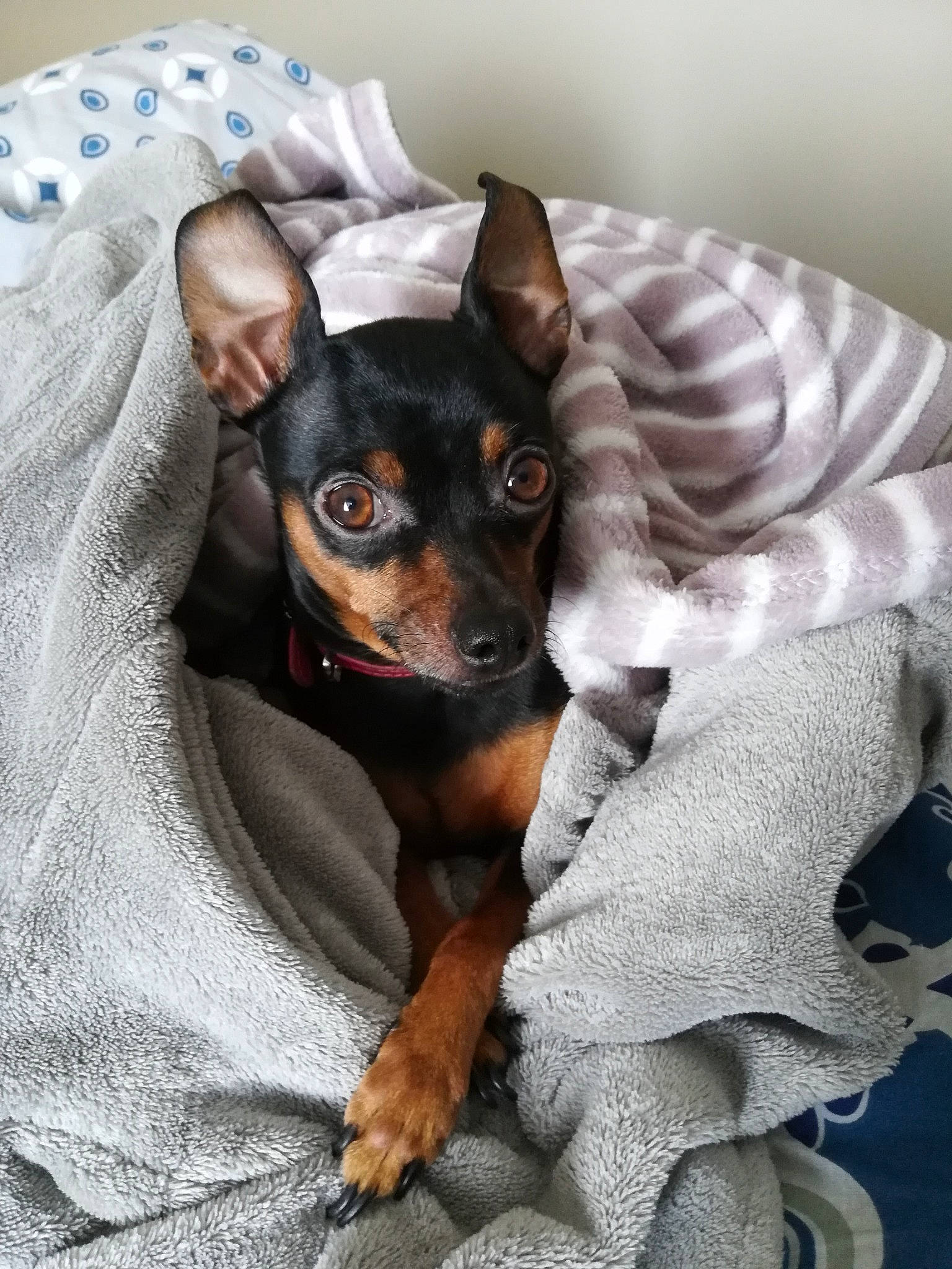 Feeling Et Jazz participe au concours pour gagner de l'argent avec cette photo : canidae, carnivore, companion_dog, dog, dog_breed, english_toy_terrier, german_pinscher, mammal, manchester_terrier, miniature_pinscher, pinscher, prazsky_krysarik, puppy, russkiy_toy, snout, toy_dog, toy_fox_terrier, toy_manchester_terrier, vertebrate