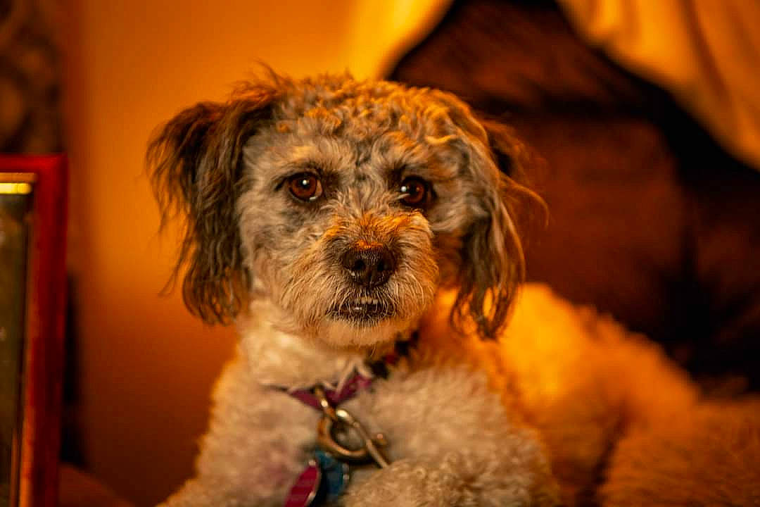 Chi Chi joined the competition — help win amazing prizes! canidae, carnivore, cockapoo, companion_dog, dog, dog_breed, dog_clothes, dog_collar, fawn, fur, labradoodle, picture_frame, small_terrier, snout, sporting_group, terrier, toy_dog, water_dog, whiskers, working_animal