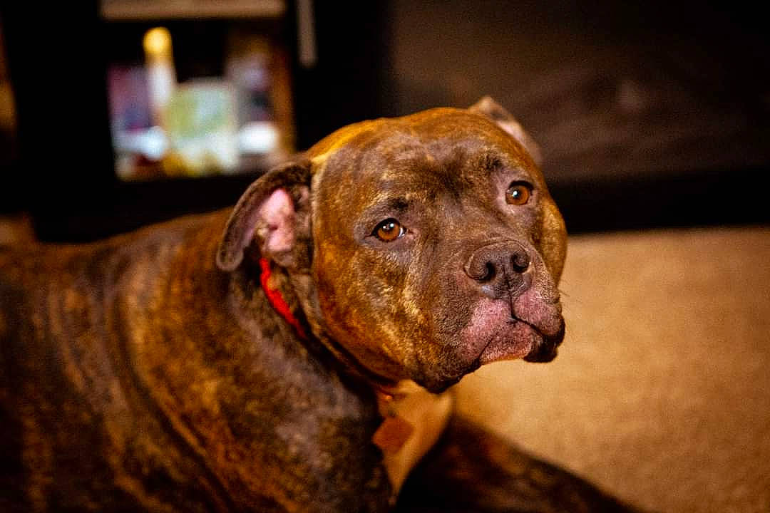 Millie joined the competition — help win amazing prizes! canidae, carnivore, collar, companion_dog, dog, dog_breed, dog_collar, fawn, fur, hunting_dog, liver, non_sporting_group, snout, sporting_group, terrestrial_animal, whiskers, working_animal, working_dog, wrinkle