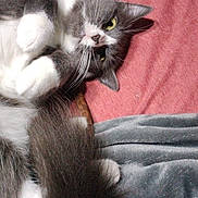 Nikki joined the competition — help win amazing prizes! cat, gray, white, fluffy, pet, animal, lying_down, blanket, indoor, cute, whiskers, tail, paws, fur, relaxed, yellow_eyes, cozy, bed, resting, domestic_cat