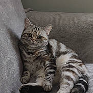 Yumi a rejoint le concours — aidez-le/la à gagner de superbes lots ! animal, cat, couch, cozy, cute, ears, feline, fur, home, indoor, looking, paws, pet, relaxed, resting, soft, striped, tabby_cat, tail, whiskers