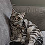 animal, cat, couch, cozy, cute, ears, feline, fur, home, indoor, looking, paws, pet, relaxed, resting, soft, striped, tabby_cat, tail, whiskers