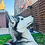 Una participe au concours pour gagner de l'argent avec cette photo : animal, backyard, basketball_hoop, brick_wall, collar, daylight, dog, ears, fence, fur, grass, nature, outdoor, pet, plant, potted_plant, quiet, siberian_husky, sky, snout