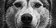 Una a rejoint le concours — aidez-le/la à gagner de superbes lots ! animal, black_and_white, canine, close_up, dog, ears, expression, eyes, face, friendly, fur, mouth, muzzle, nature, nose, outdoor, pet, portrait, water_droplets, wet_fur