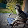 Una a rejoint le concours — aidez-le/la à gagner de superbes lots ! animal, calm, canine, chair, cushion, daylight, dog, fence, fur, garden, husky, nature, outdoor, pavement, pet, portrait, relaxation, side_view, sitting, tree