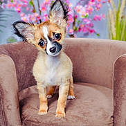 Milko participe au concours pour gagner de l'argent avec cette photo : puppy, dog, small_dog, brown_armchair, indoor, flowers, blurred_background, cute, head_tilt, perky_ears, expressive_eyes, furniture, plush, soft_texture, pet, animal, curious, colorful, spring, domestic