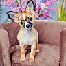puppy, dog, small_dog, brown_armchair, indoor, flowers, blurred_background, cute, head_tilt, perky_ears, expressive_eyes, furniture, plush, soft_texture, pet, animal, curious, colorful, spring, domestic