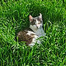 cat, grass, outdoor, nature, animal, pet, greenery, relaxed, fur, white, brown, sunlight, wildlife, mammal, closeup, daylight, sitting, leaf, field, resting