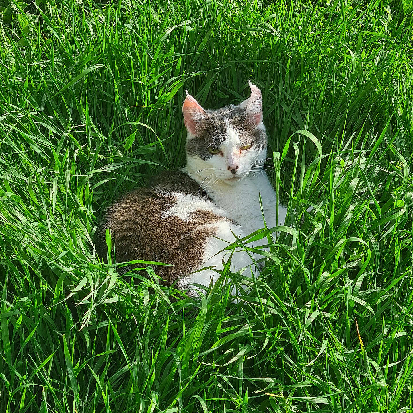 Plume participe au concours pour gagner de l'argent avec cette photo : cat, grass, outdoor, nature, animal, pet, greenery, relaxed, fur, white, brown, sunlight, wildlife, mammal, closeup, daylight, sitting, leaf, field, resting