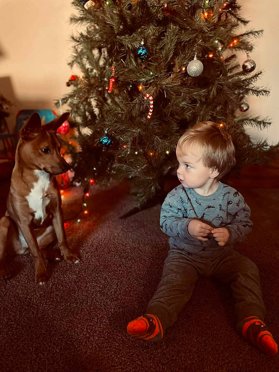 Lorenzo joined the competition — help win amazing prizes! baby_toddler_clothing, carnivore, christmas_decoration, christmas_eve, christmas_ornament, christmas_tree, companion_dog, dog, event, facial_expression, fun, happy, holiday, holiday_ornament, human_body, ornament, person, plant, standing, toddler
