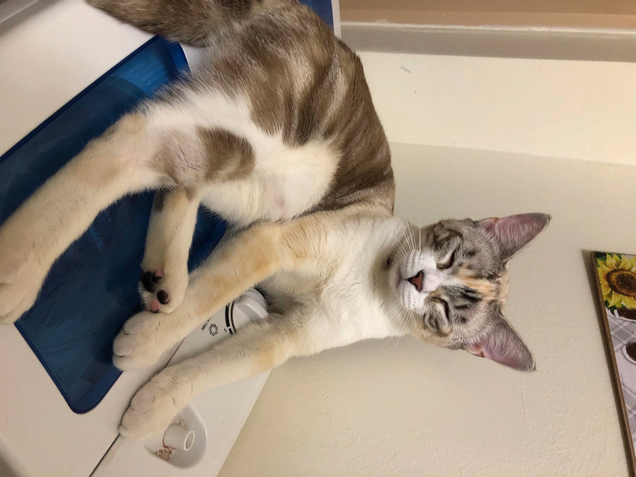 Khloe is registered to the contest to win money with this photo: carnivore, cat, claw, comfort, domestic_short_haired_cat, felidae, fur, paw, small_to_medium_sized_cats, snout, tail, whiskers, wood