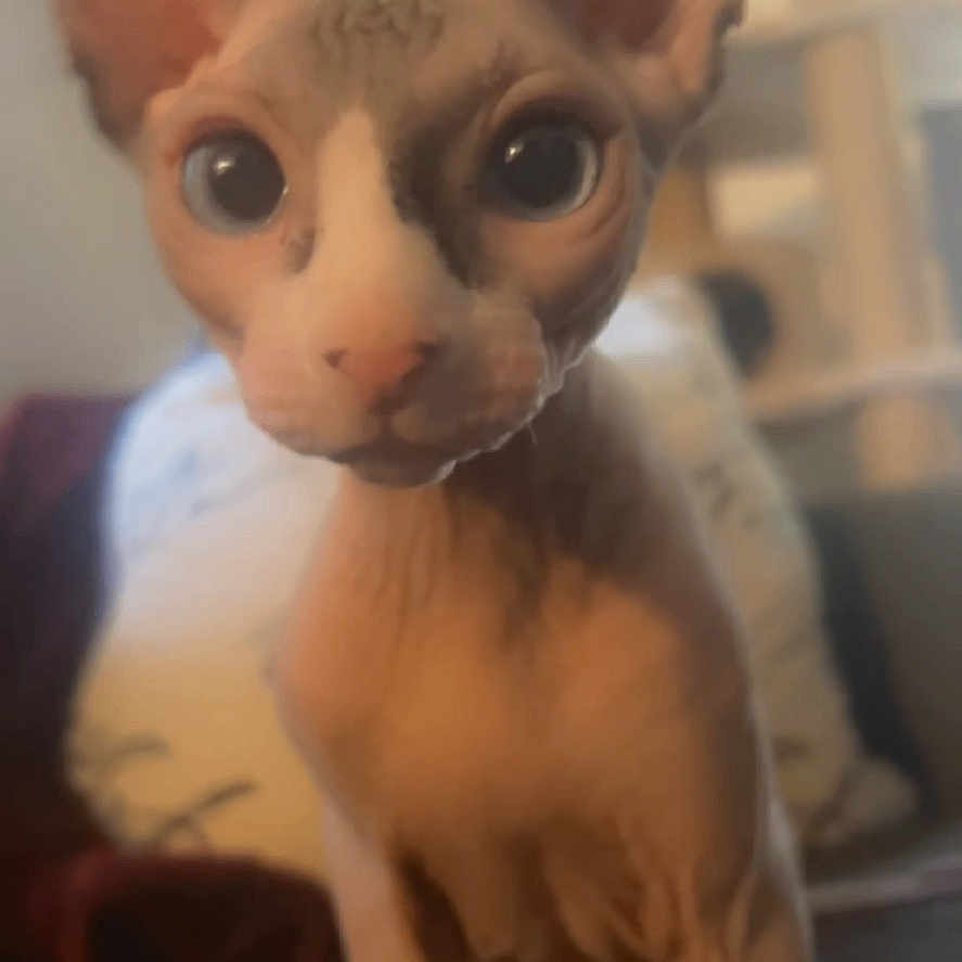 Sir Nudicris joined the competition — help win amazing prizes! abyssinian, animal, canine, cat, dog, egyptiancat, face, head, kitten, manx, person, pet, siamese