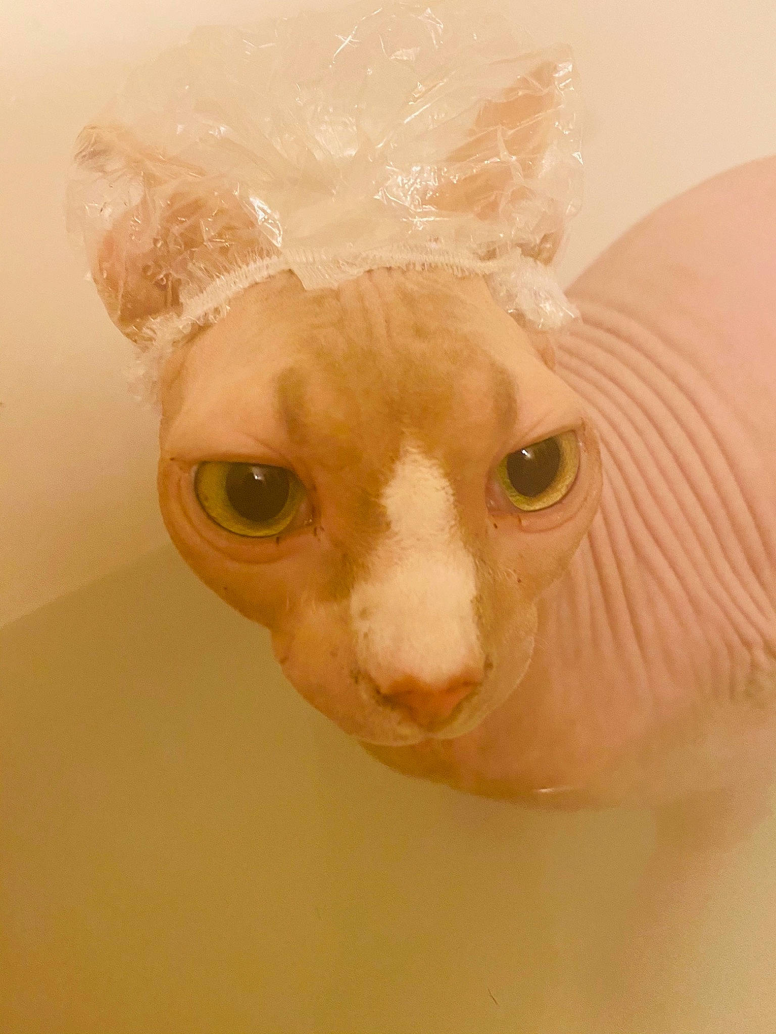 Smeagol is registered to the contest to win money with this photo: carnivore, cat, domestic_short_haired_cat, ear, eyelash, fawn, felidae, fur, head, macro_photography, paper, paper_product, paw, peach, small_to_medium_sized_cats, snout, tail, terrestrial_animal, whiskers, wood