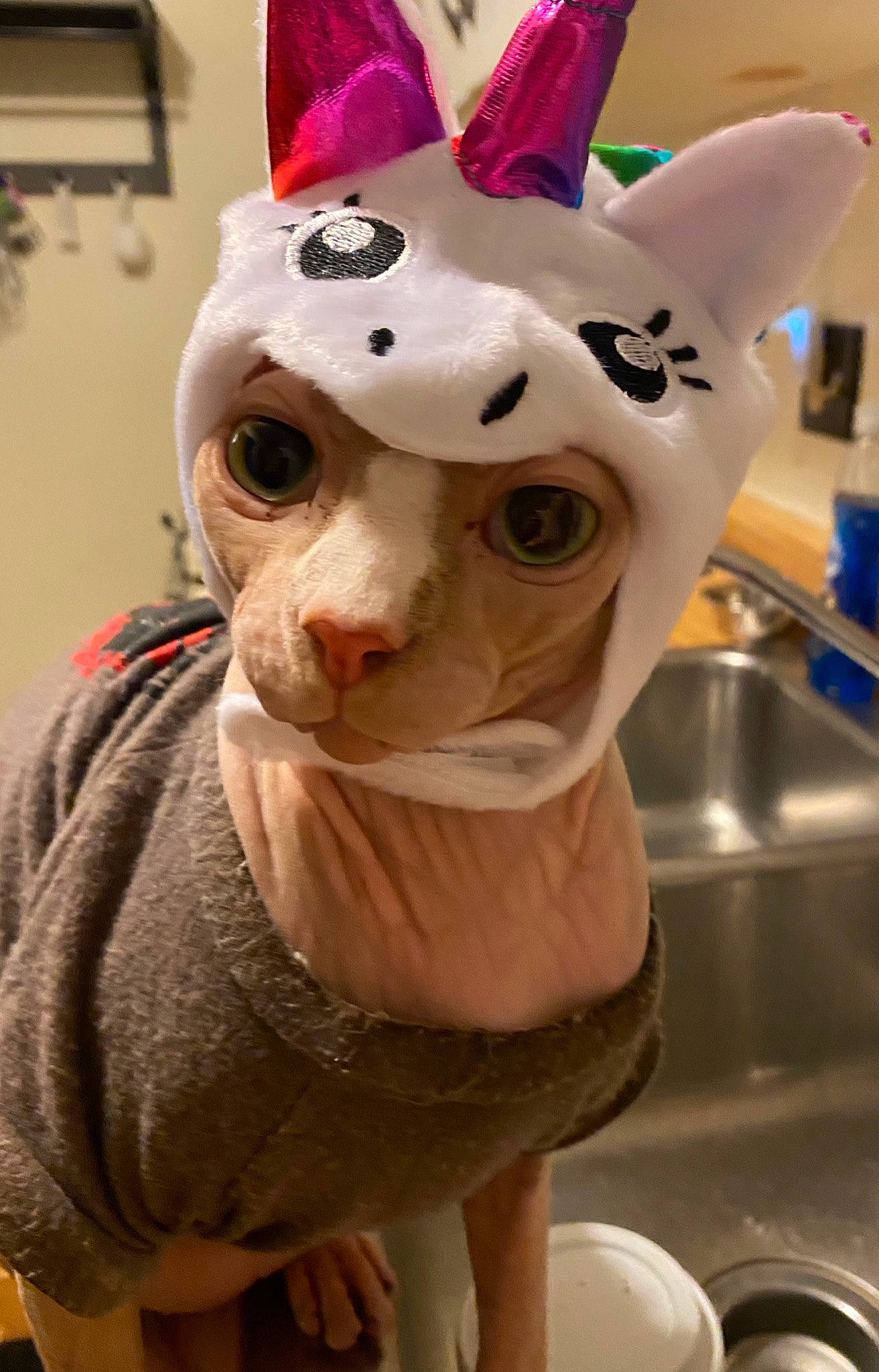 Smeagol joined the competition — help win amazing prizes! art, artifact, blue, carmine, cone, fawn, fur, head, kitchen_sink, mask, personal_protective_equipment, pink, plumbing_fixture, sculpture, sink, snapshot, snout, tap, whiskers, white