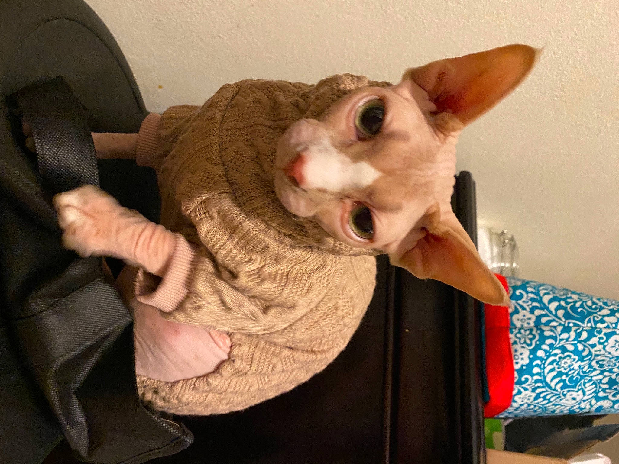 Smeagol joined the competition — help win amazing prizes! canidae, carnivore, cat, companion_dog, devon_rex, dog_breed, domestic_short_haired_cat, ear, fashion_accessory, fawn, felidae, fur, gesture, rex_cat, small_to_medium_sized_cats, snout, stuffed_toy, tail, whiskers, wool