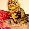 cat, tabby, fluffy, pet, indoor, bed, pillow, toy_mouse, red, pink, fur, animal, feline, cute, domestic, sitting, looking, home, portrait, resting