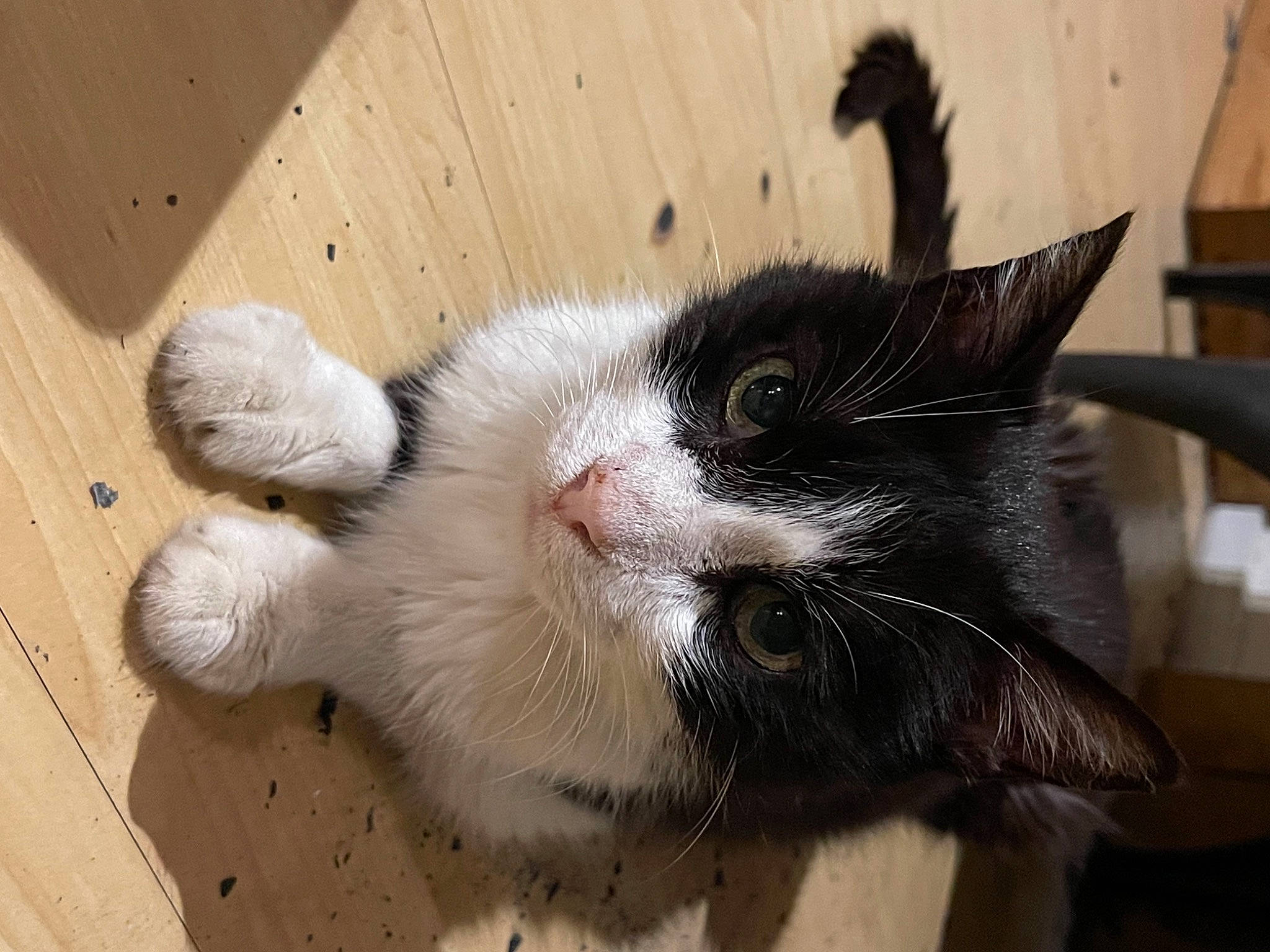 Aramis a rejoint le concours — aidez-le/la à gagner de superbes lots ! carnivore, cat, claw, domestic_short_haired_cat, felidae, flooring, foot, fur, hardwood, lumber, paw, plank, small_to_medium_sized_cats, snout, tail, whiskers, wood, wood_stain