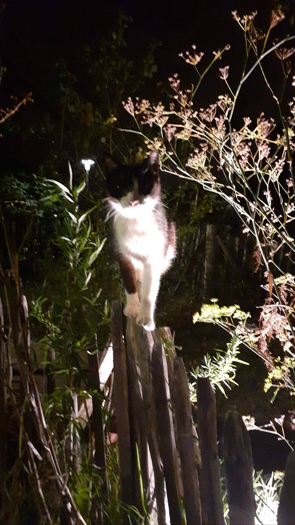 Aramis participe au concours pour gagner de l'argent avec cette photo : branch, carnivore, cat, fawn, felidae, grass, leaf, nature, organism, plant, small_to_medium_sized_cats, sunlight, tail, terrestrial_plant, trunk, twig, vegetation, whiskers, wood, woody_plant