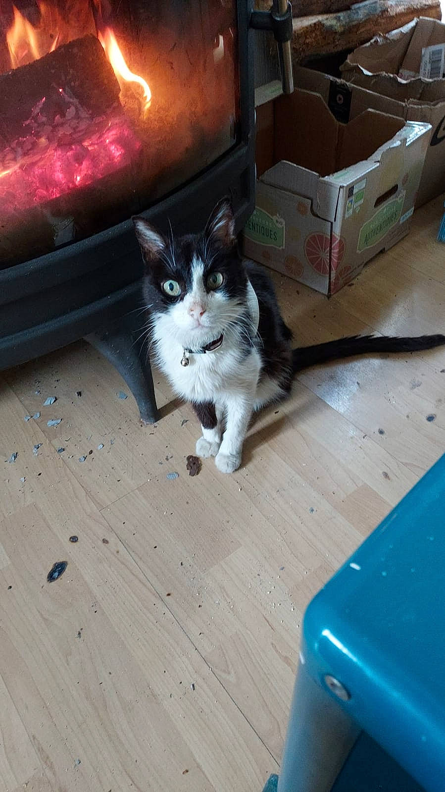 Aramis a rejoint le concours — aidez-le/la à gagner de superbes lots ! automotive_lighting, blue, box, carnivore, cat, domestic_short_haired_cat, felidae, fire, fireplace, floor, flooring, gas, hardwood, laminate_flooring, shipping_box, small_to_medium_sized_cats, tail, whiskers, wood, wood_burning_stove