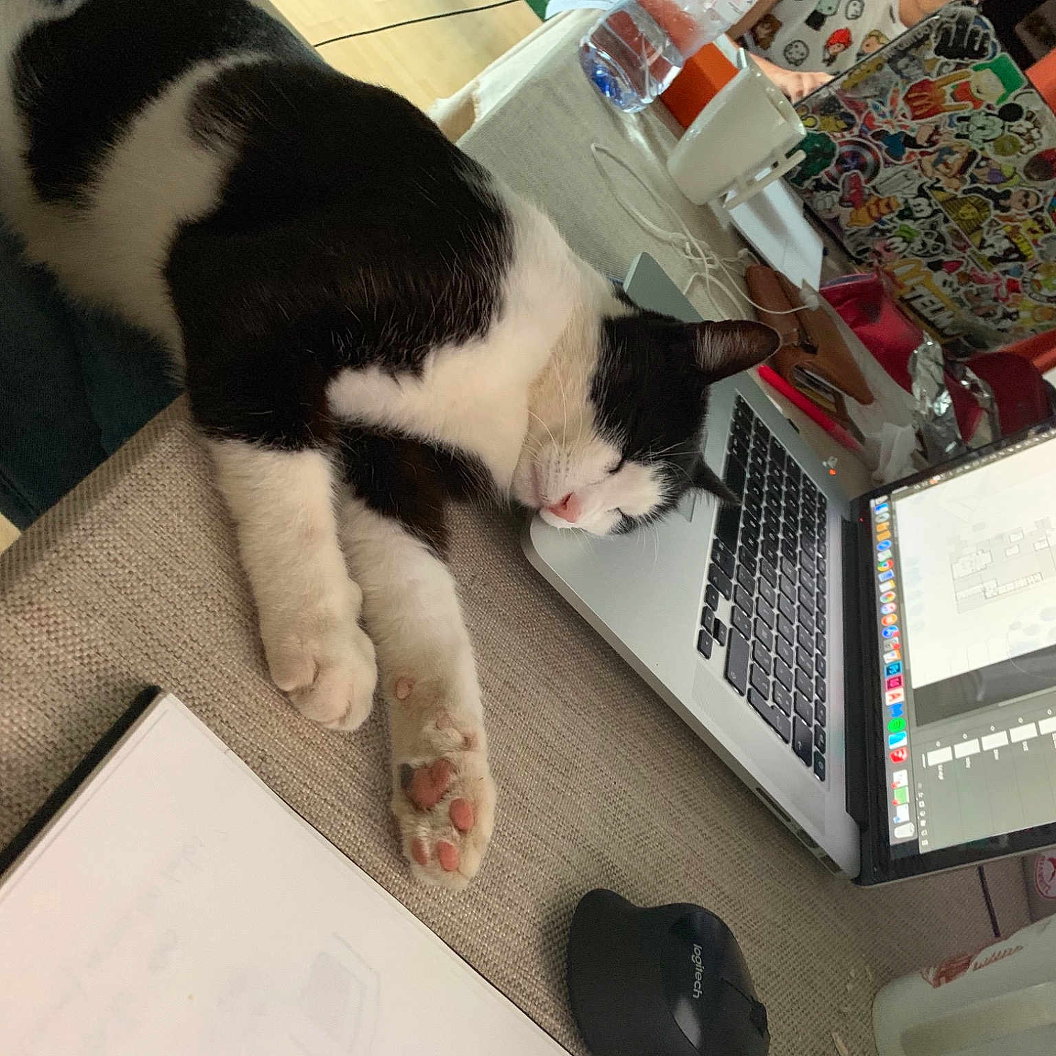 Titi a rejoint le concours — aidez-le/la à gagner de superbes lots ! carnivore, cat, comfort, computer, computer_hardware, domestic_short_haired_cat, felidae, fur, input_device, lap, laptop, mouse, office_equipment, peripheral, personal_computer, small_to_medium_sized_cats, space_bar, table, tail, whiskers