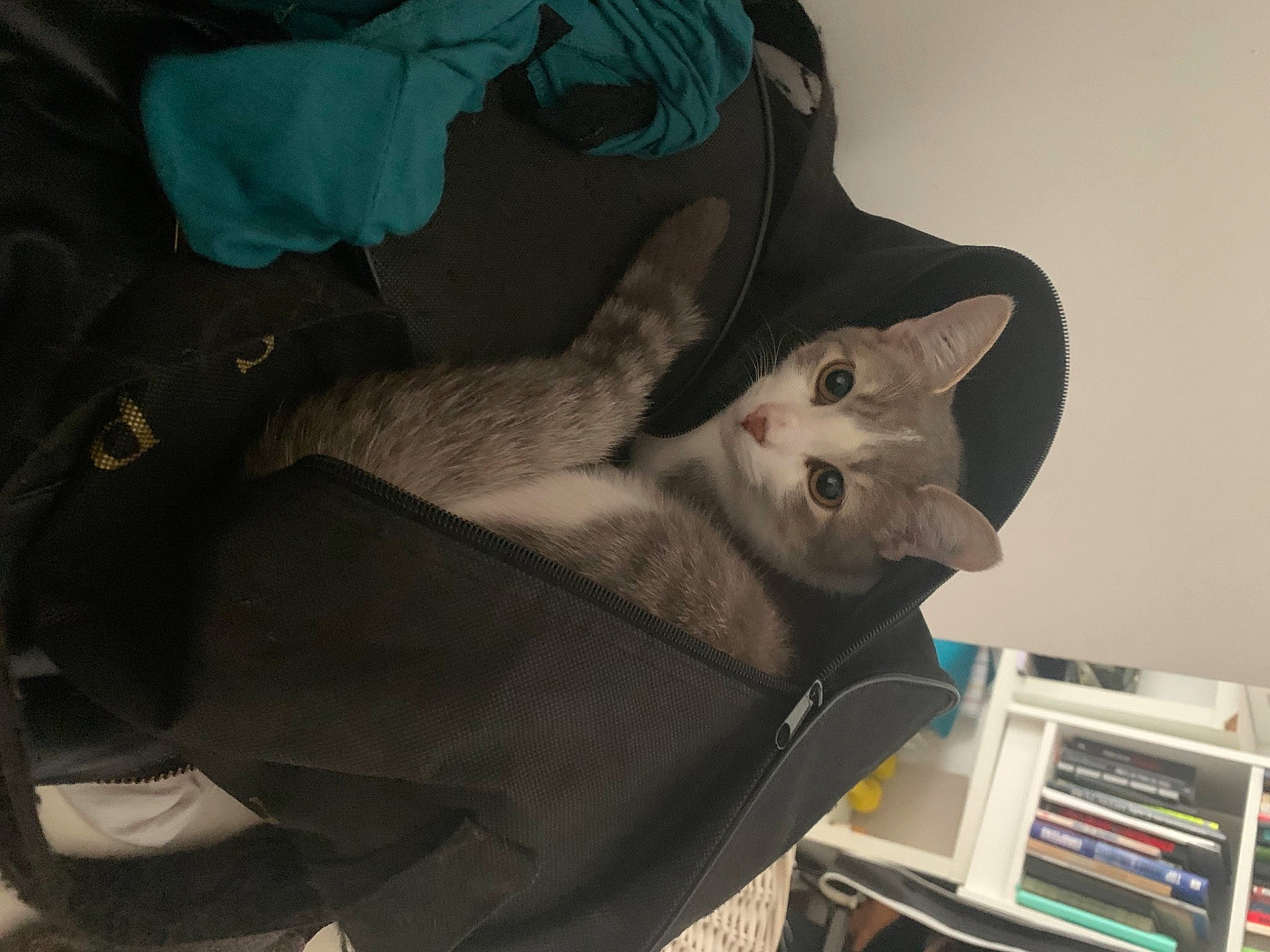 Didier a rejoint le concours — aidez-le/la à gagner de superbes lots ! bookcase, carnivore, cat, comfort, domestic_short_haired_cat, felidae, fur, grey, havana_brown, linens, room, russian_blue, shelf, shelving, small_to_medium_sized_cats, tail, tonkinese, whiskers