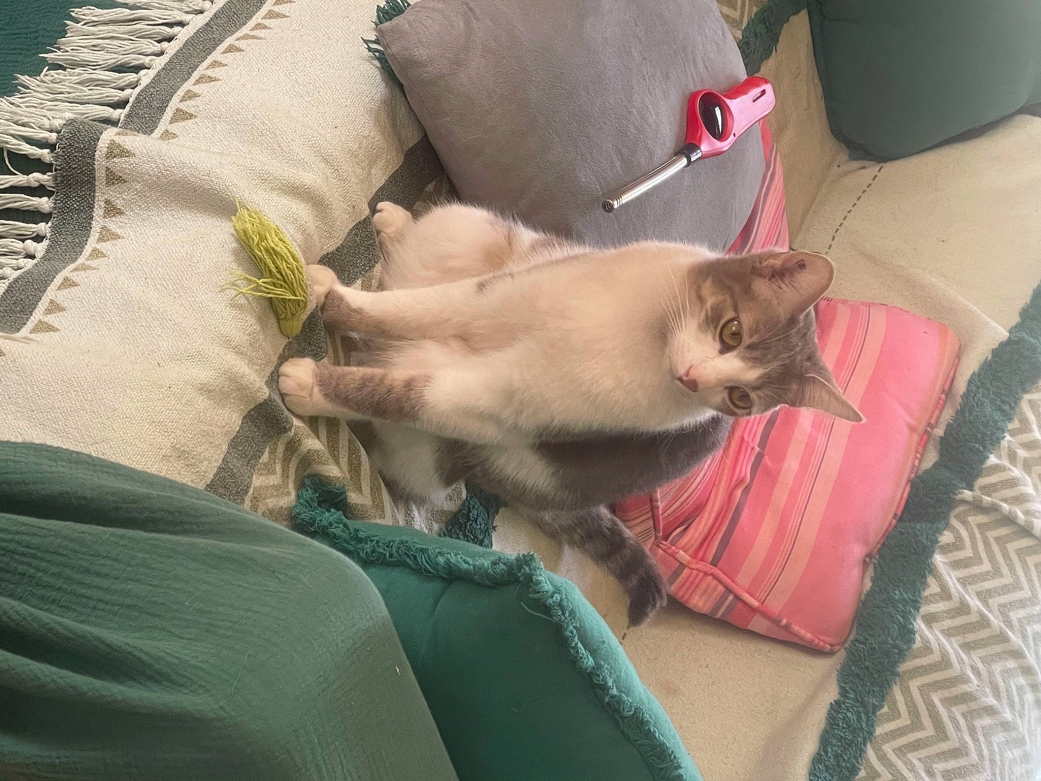 Didier participe au concours pour gagner de l'argent avec cette photo : balinese, canidae, carnivore, cat, comfort, domestic_short_haired_cat, fawn, felidae, fur, korat, linens, nap, paw, siamese, small_to_medium_sized_cats, snout, tail, thai, tonkinese, whiskers