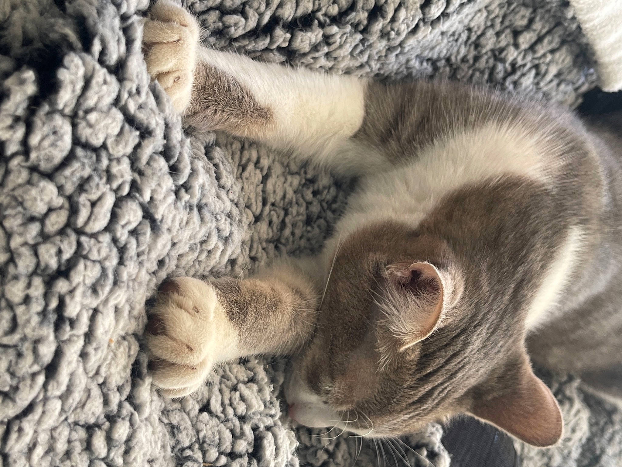 Didier a rejoint le concours — aidez-le/la à gagner de superbes lots ! carnivore, cat, claw, comfort, domestic_short_haired_cat, fawn, felidae, fur, gesture, grey, pattern, paw, small_to_medium_sized_cats, tail, terrestrial_animal, tree, whiskers, wood, wool, woolen