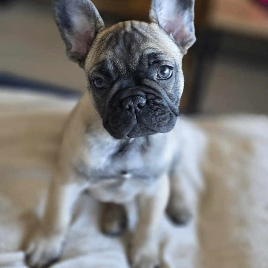 Vénus a rejoint le concours — aidez-le/la à gagner de superbes lots ! animal, blanket, boxer, bulldog, canine, dog, frenchbulldog, pet, pitbull, pug, puppy