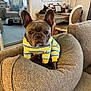 french_bulldog, dog, pet, sweater, striped_clothing, couch, cushion, indoor, living_room, furniture, desk, chair, lamp, window, artwork, home_decor, cozy, curious, animal, portrait