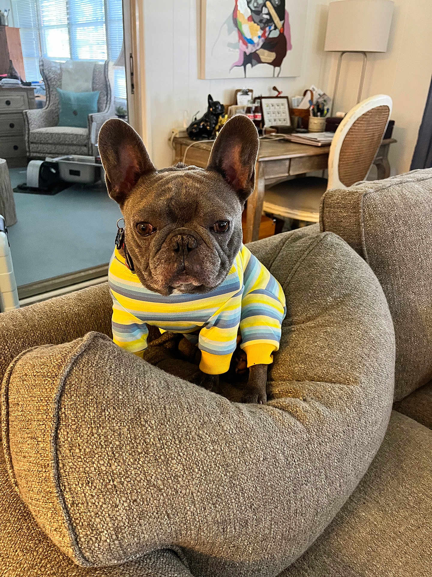 Elliot joined the competition — help win amazing prizes! french_bulldog, dog, pet, sweater, striped_clothing, couch, cushion, indoor, living_room, furniture, desk, chair, lamp, window, artwork, home_decor, cozy, curious, animal, portrait