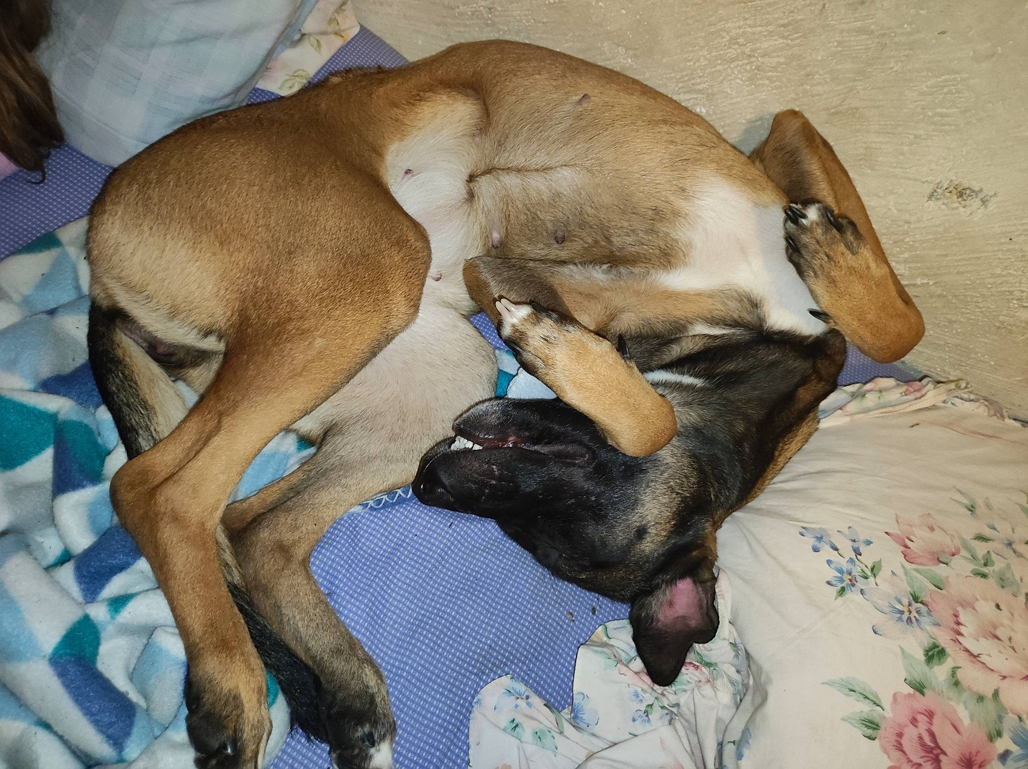 Xena participe au concours pour gagner de l'argent avec cette photo : canidae, carnivore, comfort, companion_dog, dog, dog_breed, fawn, mammal, nap, non_sporting_group, sporting_group, terrestrial_animal