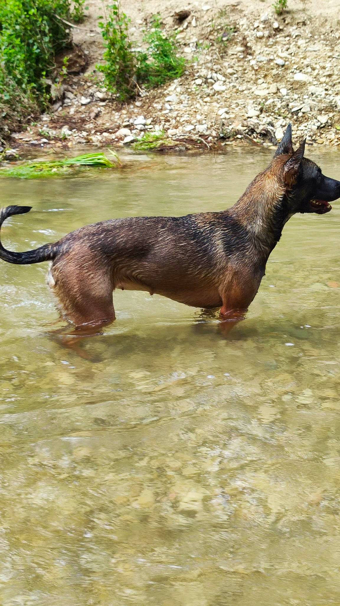 Xena participe au concours pour gagner de l'argent avec cette photo : carnivore, dog_breed, giant_otter, lake, liver, livestock, marine_mammal, mustelidae, otter, plant, soil, sporting_group, tail, terrestrial_animal, water, wildlife, working_animal