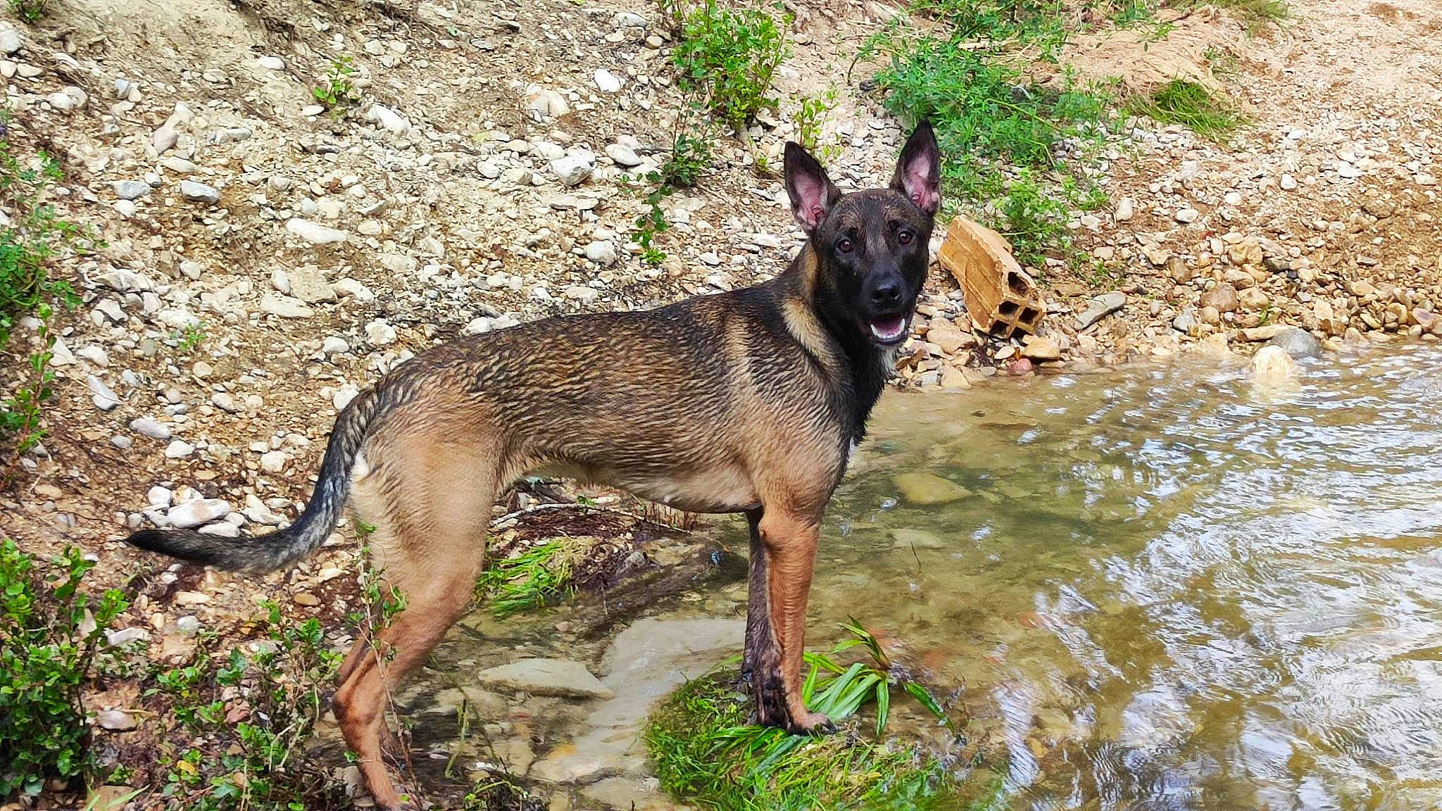 Xena participe au concours pour gagner de l'argent avec cette photo : biting, canidae, carnivore, collar, dog, dog_breed, east_european_shepherd, fawn, grass, herding_dog, king_shepherd, plant, sporting_group, terrestrial_animal, water, wildlife, working_animal, working_dog