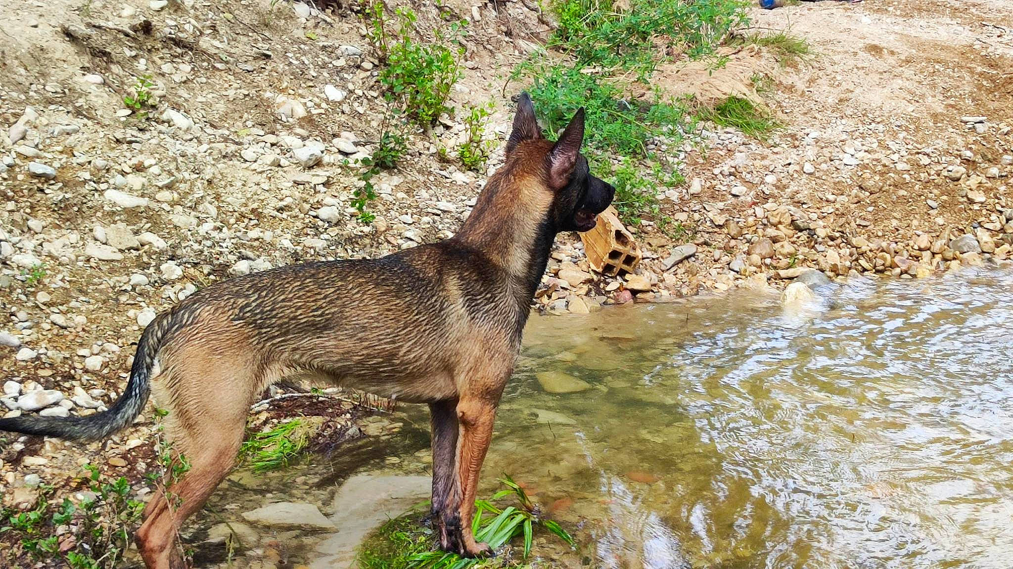 Xena participe au concours pour gagner de l'argent avec cette photo : canidae, canis, carnivore, dog, dog_breed, fawn, grass, groundcover, lake, liver, pack_animal, plant, snout, sporting_group, tail, terrestrial_animal, water, working_animal