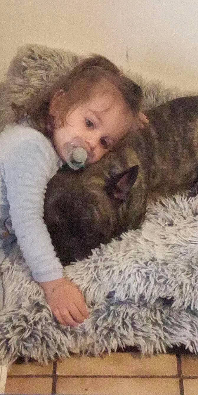 Calimero participe au concours pour gagner de l'argent avec cette photo : art, baby, carnivore, comfort, companion_dog, dog_breed, ear, fawn, felidae, fur, linens, nap, sitting, small_to_medium_sized_cats, textile, toddler, toy, vertebrate, wool, woolen