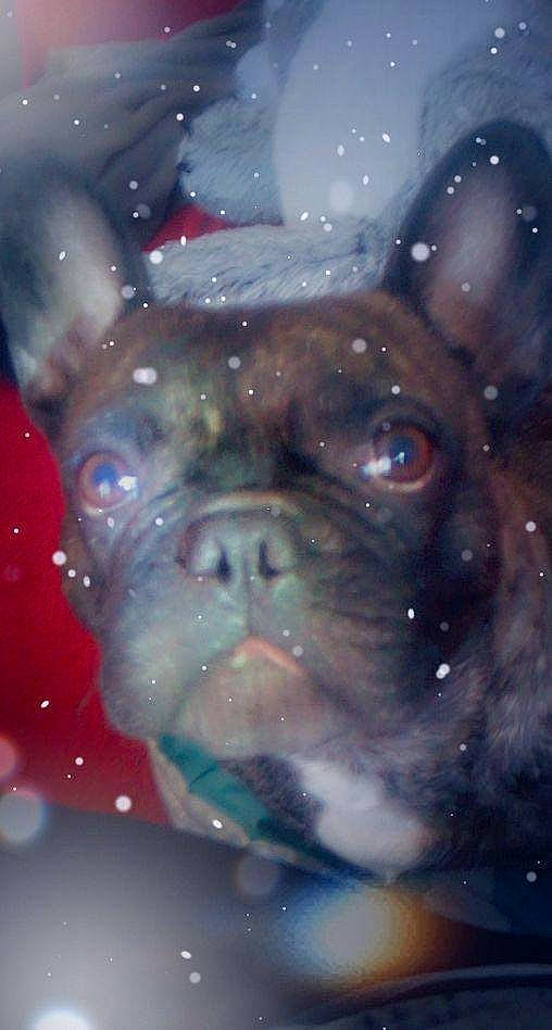 Calimero participe au concours pour gagner de l'argent avec cette photo : art, bulldog, carnivore, close_up, companion_dog, dog, dog_breed, electric_blue, fawn, fictional_character, illustration, painting, snout, sporting_group, toy_dog, water, whiskers, window, working_animal, wrinkle