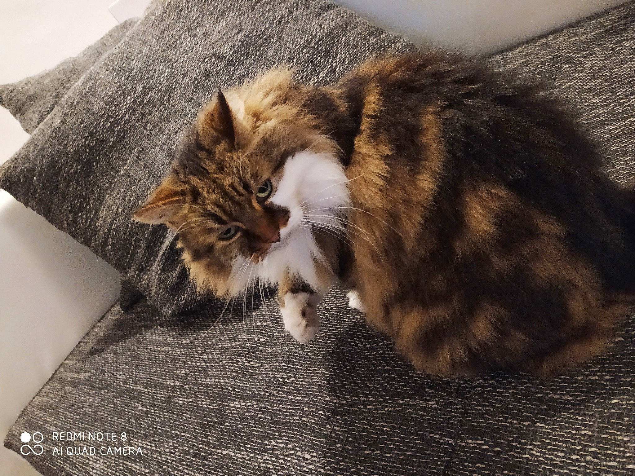 Nalate a rejoint le concours — aidez-le/la à gagner de superbes lots ! carnivore, cat, claw, comfort, domestic_short_haired_cat, eye, fawn, felidae, flooring, fur, maine_coon, nap, paw, plant, small_to_medium_sized_cats, snout, tail, terrestrial_animal, whiskers, wood