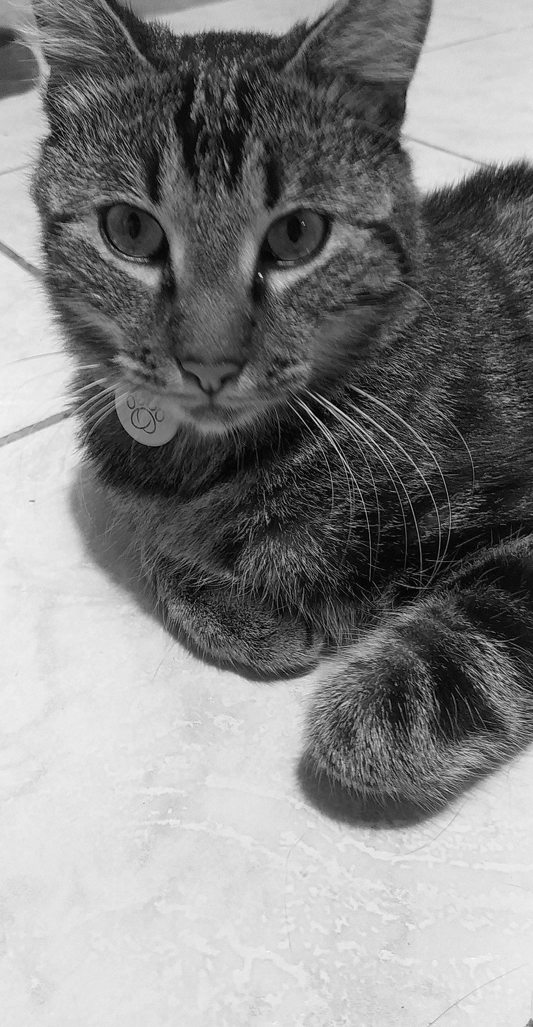 Tigrou participe au concours pour gagner de l'argent avec cette photo : carnivore, cat, claw, close_up, domestic_short_haired_cat, ear, felidae, fur, grey, monochrome, monochrome_photography, paw, small_to_medium_sized_cats, snout, style, tail, vertebrate, whiskers, wildlife, window